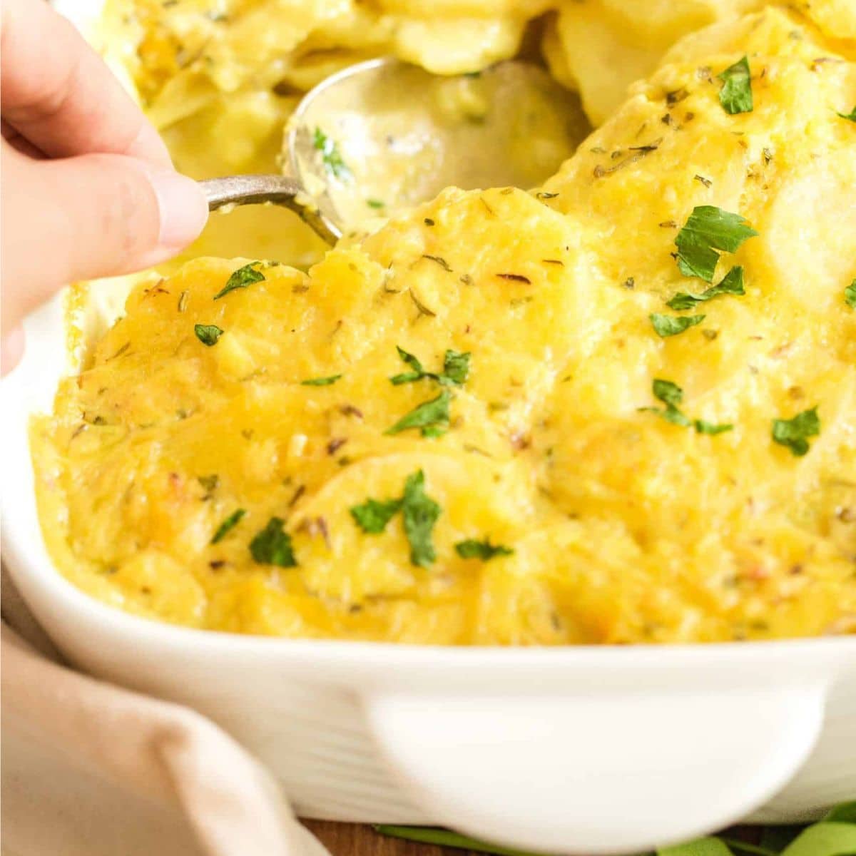 Scooping into scalloped potatoes.
