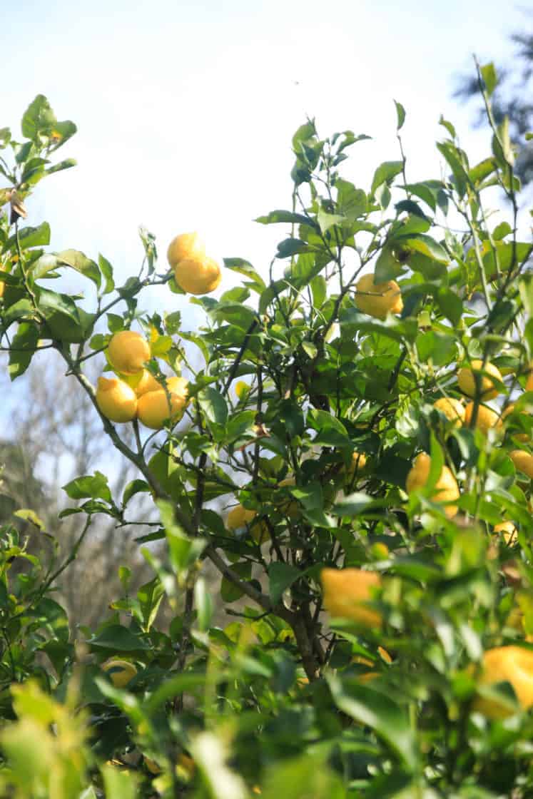 La Chela, Rauch (Province of Buenos Aires)